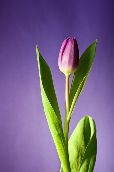 lilac-flower-320874 (1)